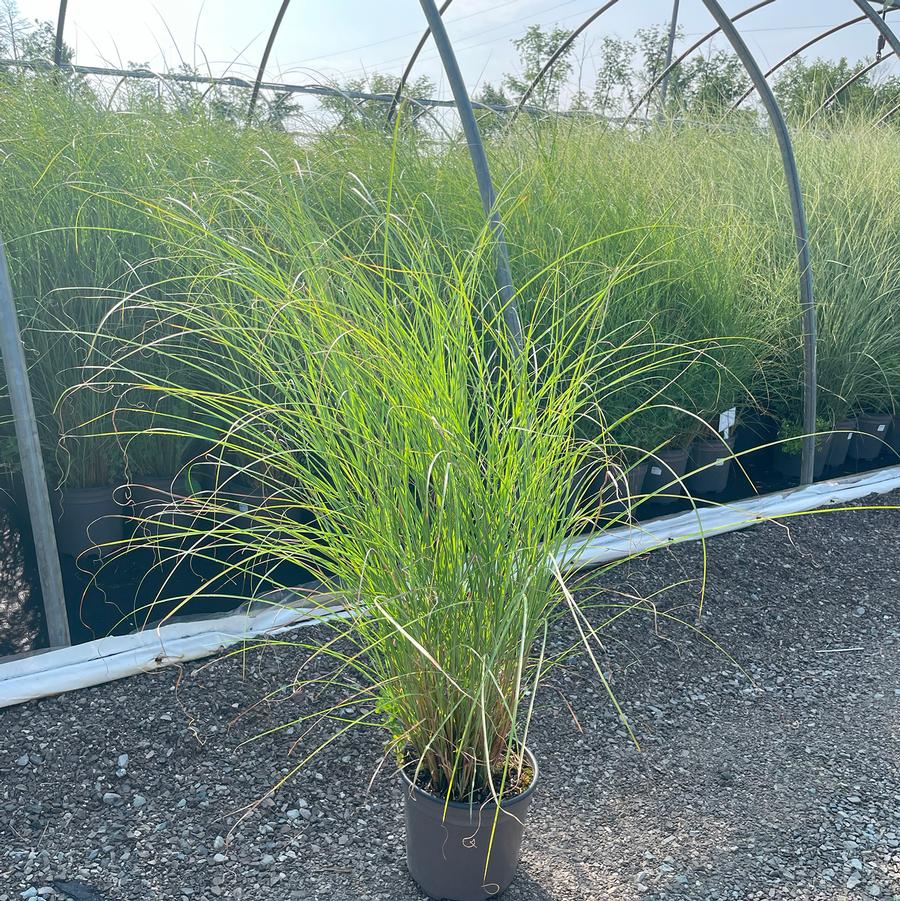Miscanthus sinensis Adagio