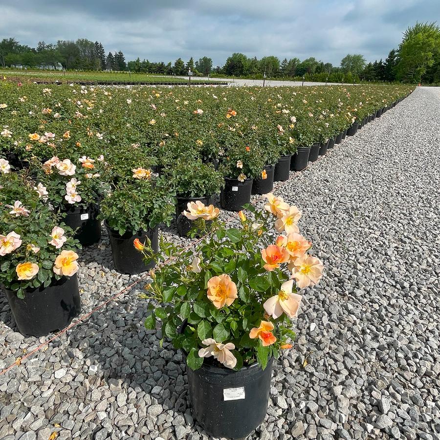 Rosa 49th Parallel Collection Chinook Sunrise®