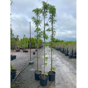 Gleditsia triacanthos var. inermis Harve