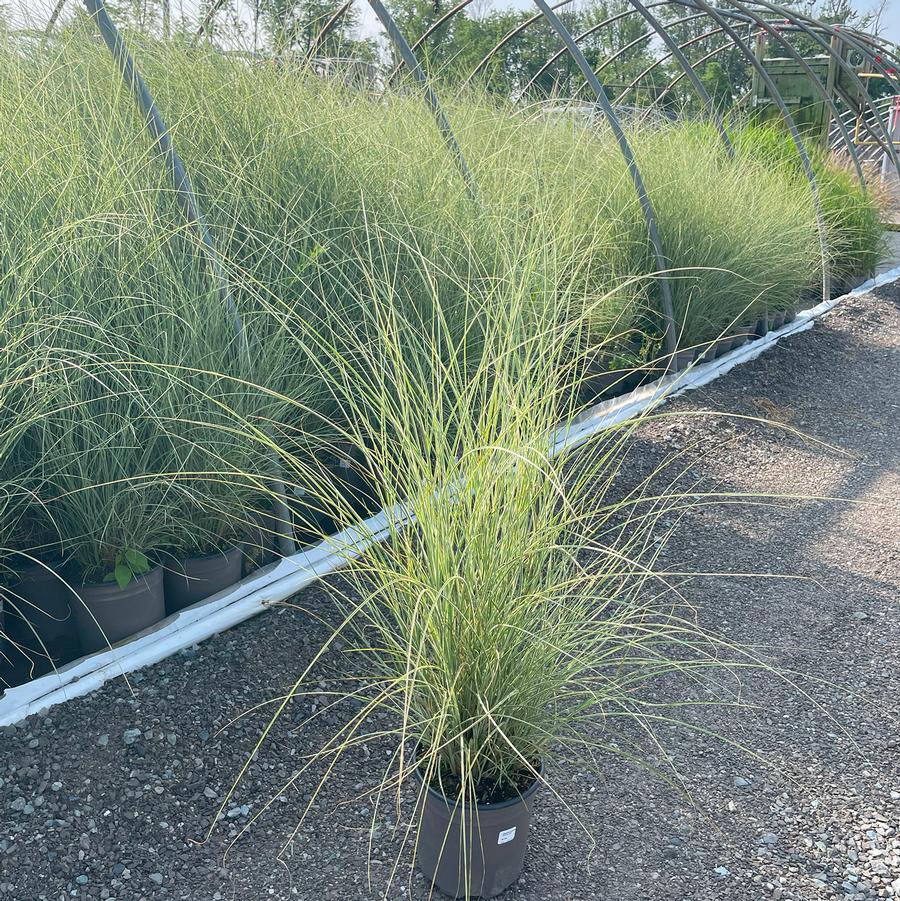 Miscanthus sinensis Morning Light
