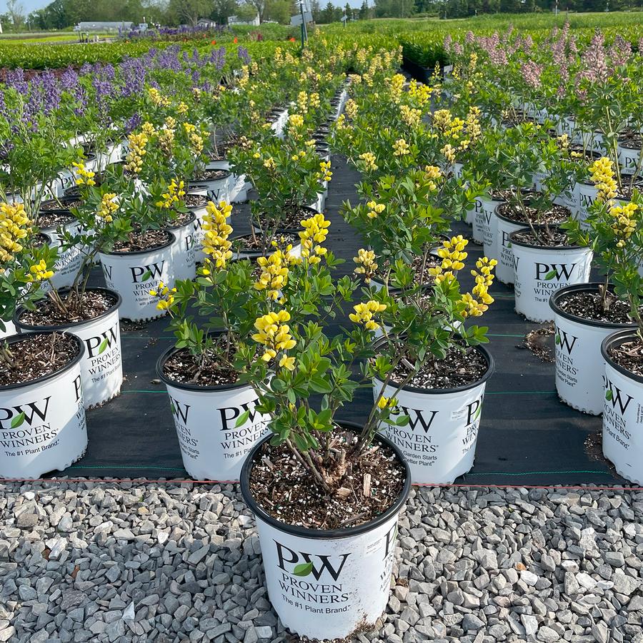 Baptisia Decadence® Lemon Meringue