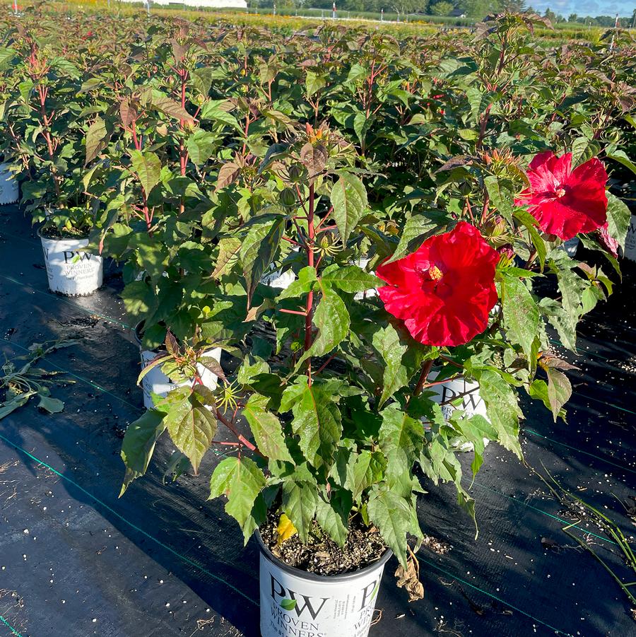 Hibiscus Summerific® Valentine's Crush