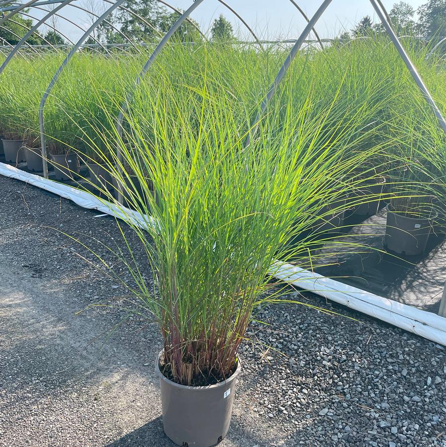 Miscanthus sinensis Graziella
