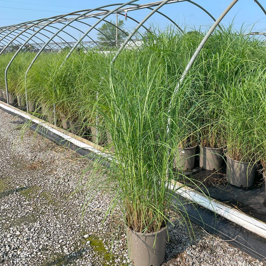 Miscanthus sinensis Huron Sunrise