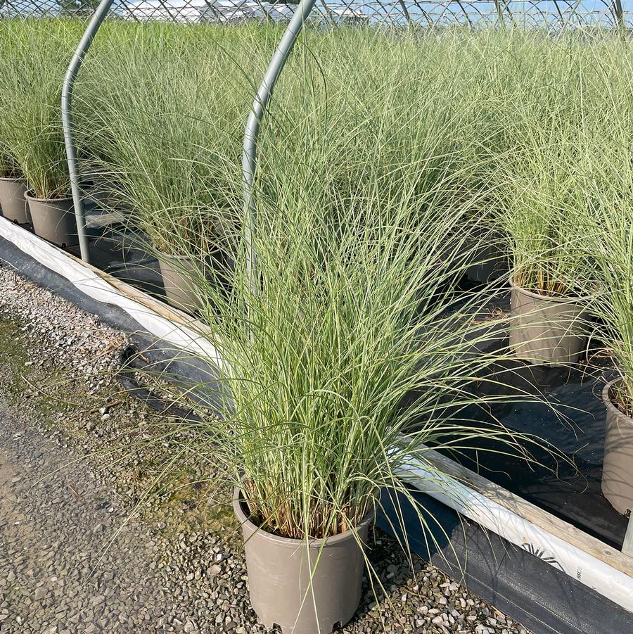 Miscanthus sinensis Morning Light