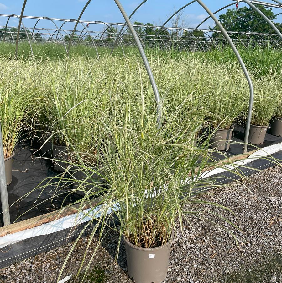 Miscanthus sinensis Variegatus