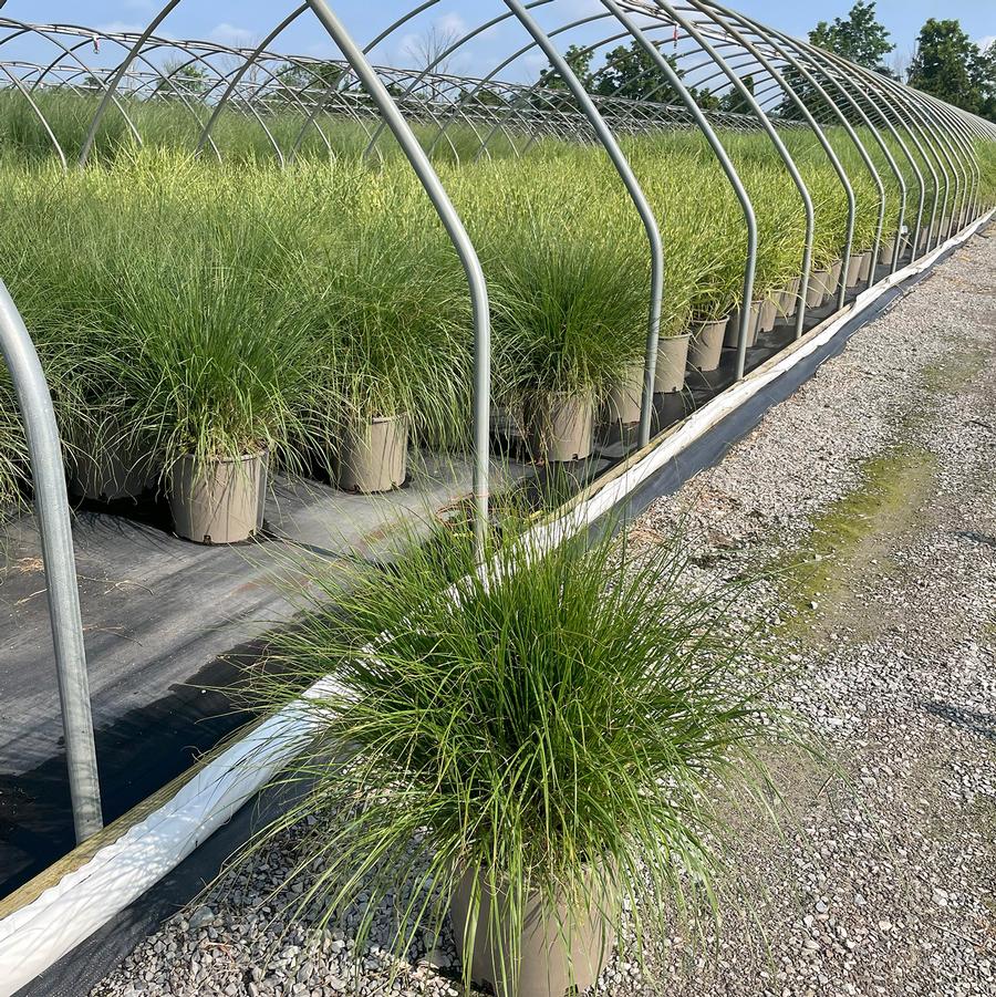 Pennisetum alopecuroides Hameln