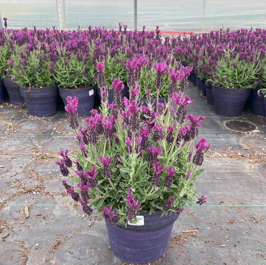 Lavandula stoechas Anouk Deep Rose