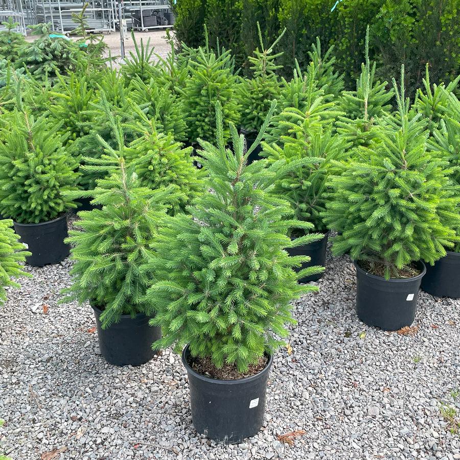 Picea glauca Montrose Charm