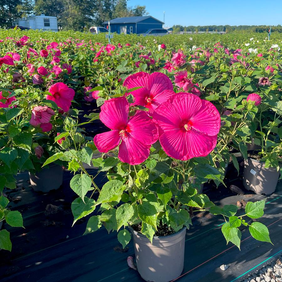 Hibiscus moscheutos Luna™ Rose