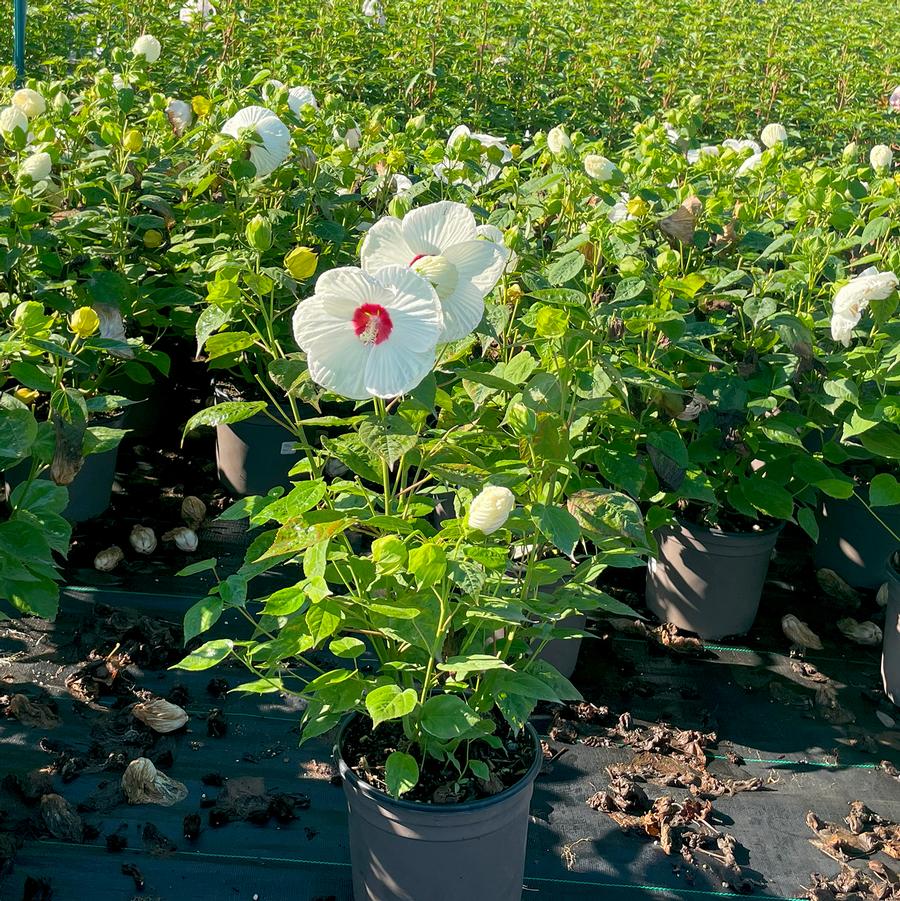 Hibiscus moscheutos Luna™ White