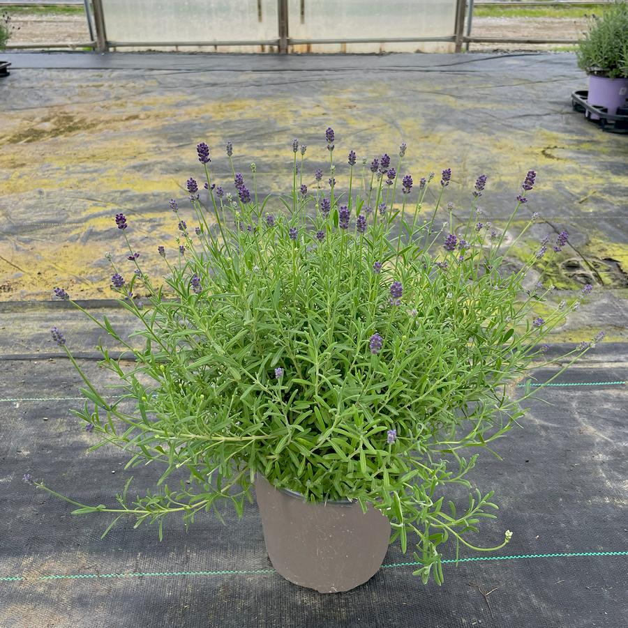 Lavandula angustifolia La Diva Eternal Elegance