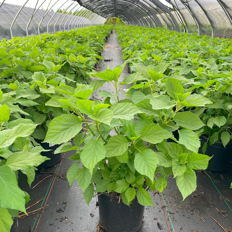 Hydrangea arborescens Annabelle