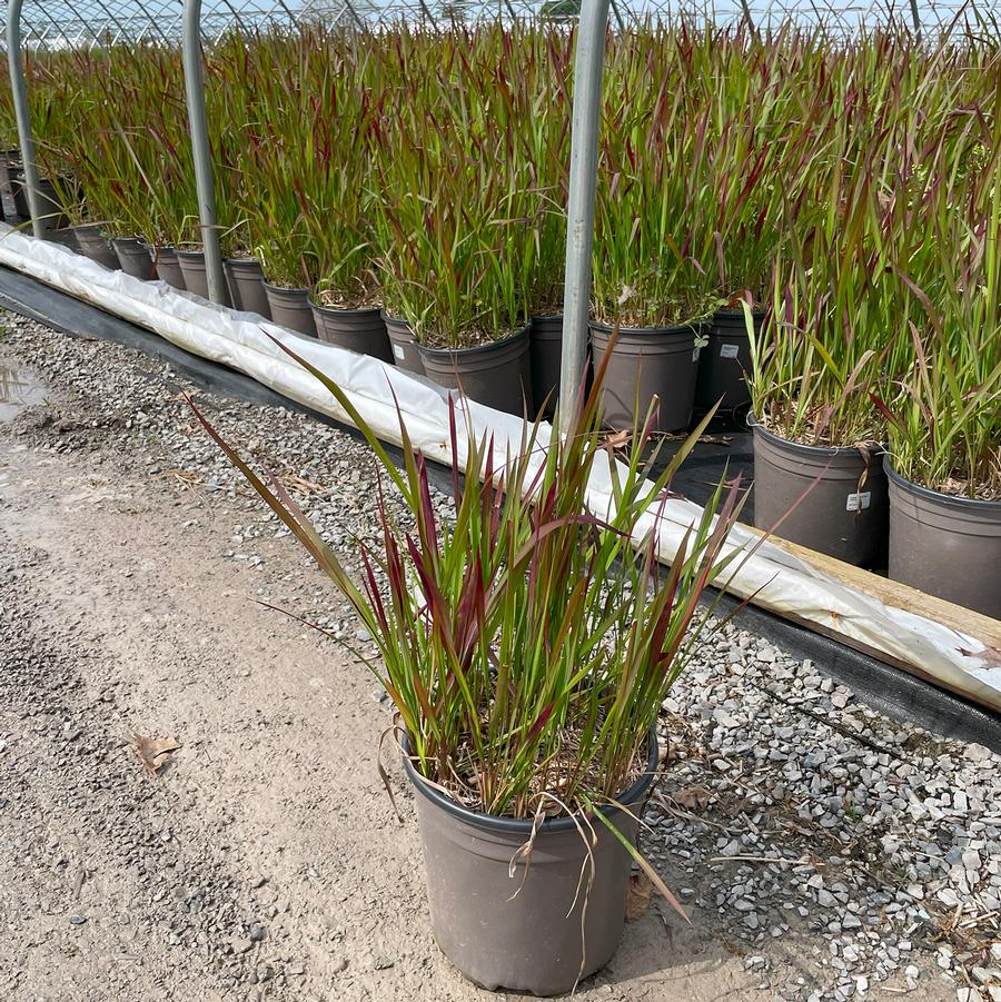 Imperata cylindrica Red Baron