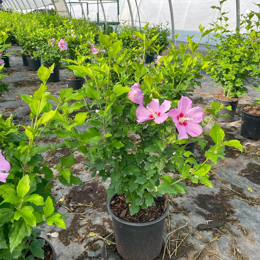 Hibiscus syriacus Minerva