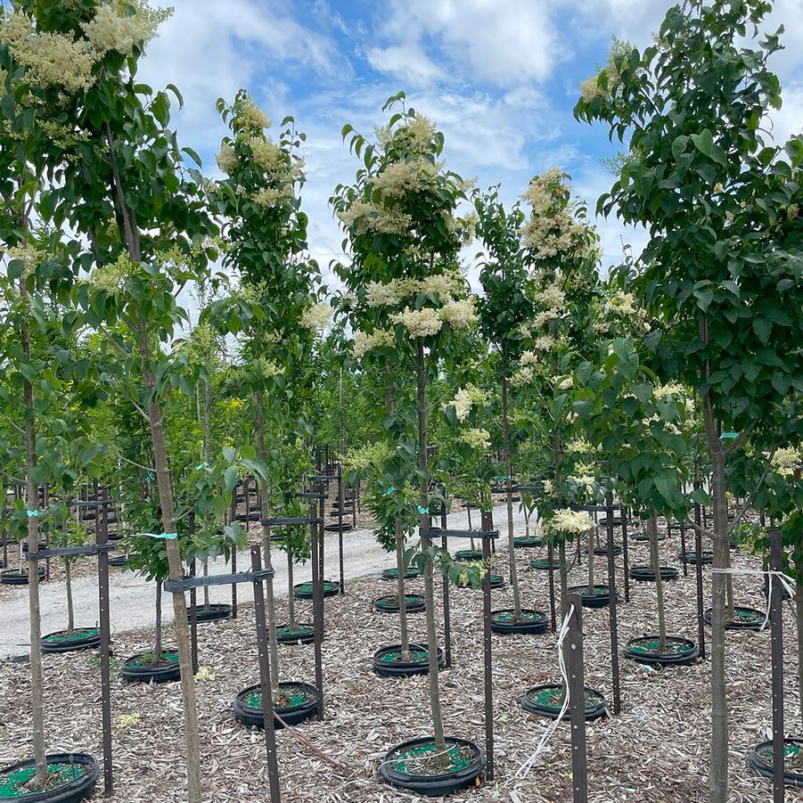 Syringa reticulata Ivory Silk