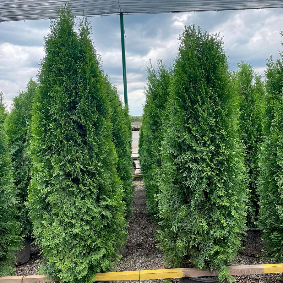Thuja occidentalis Emerald