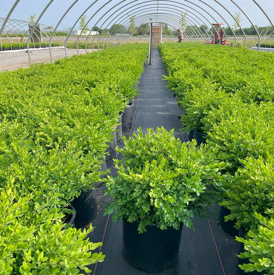 Buxus Green Velvet
