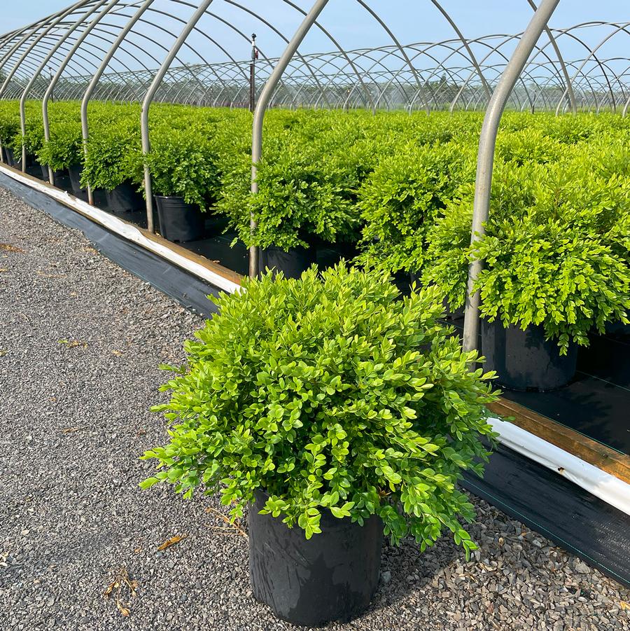 Buxus Green Velvet
