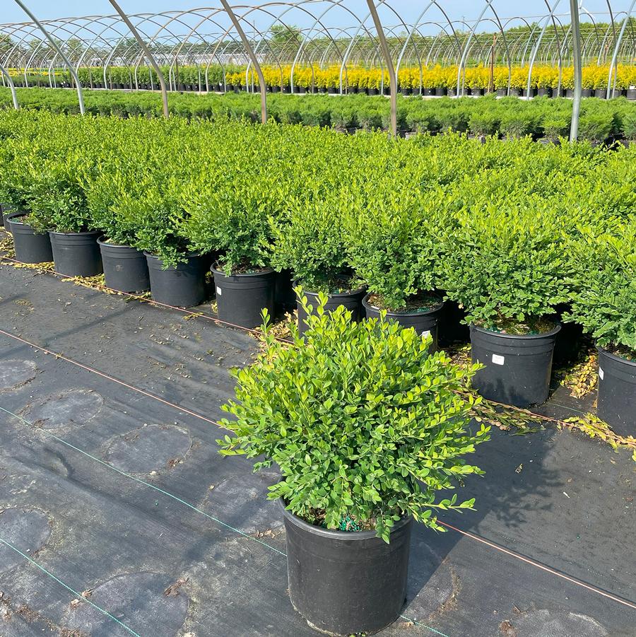 Buxus Green Mountain