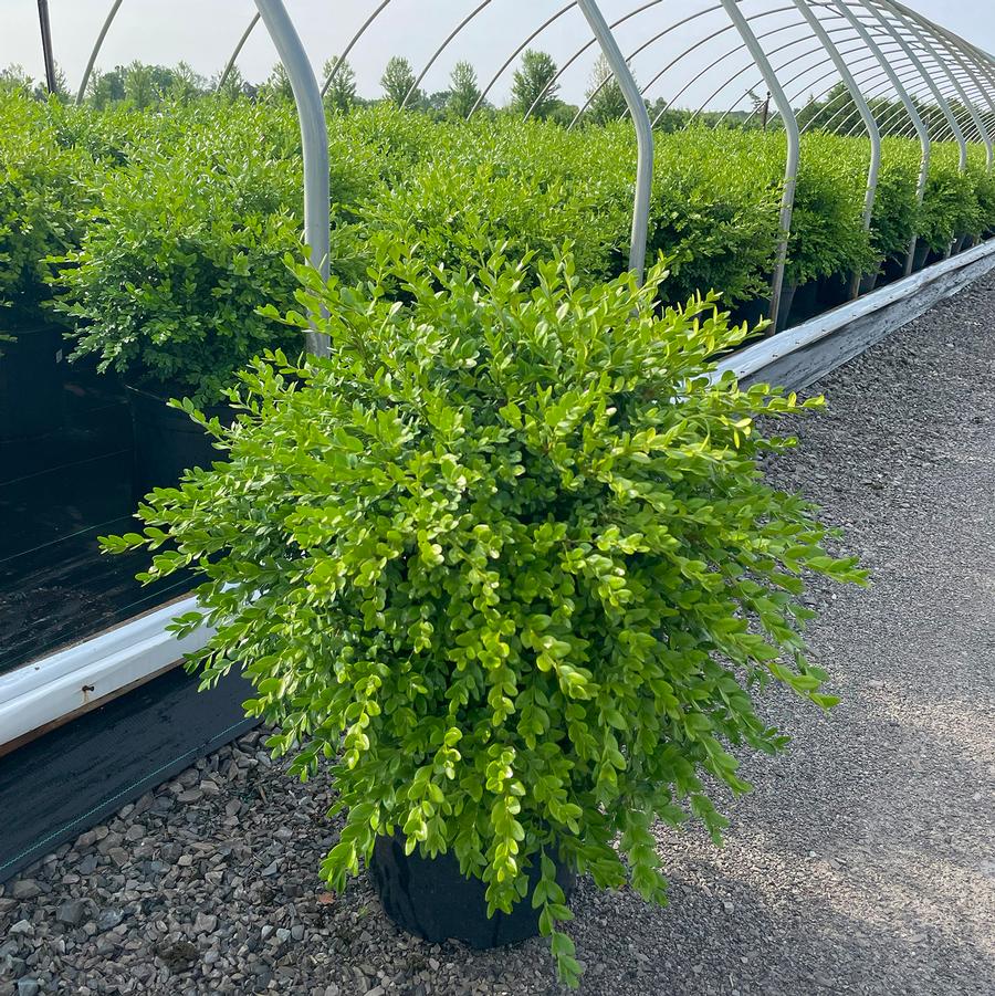 Buxus Green Mountain