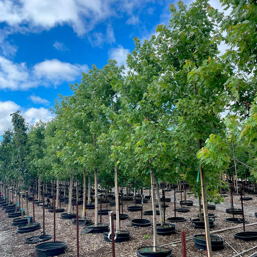 Acer x freemanii Autumn Blaze®