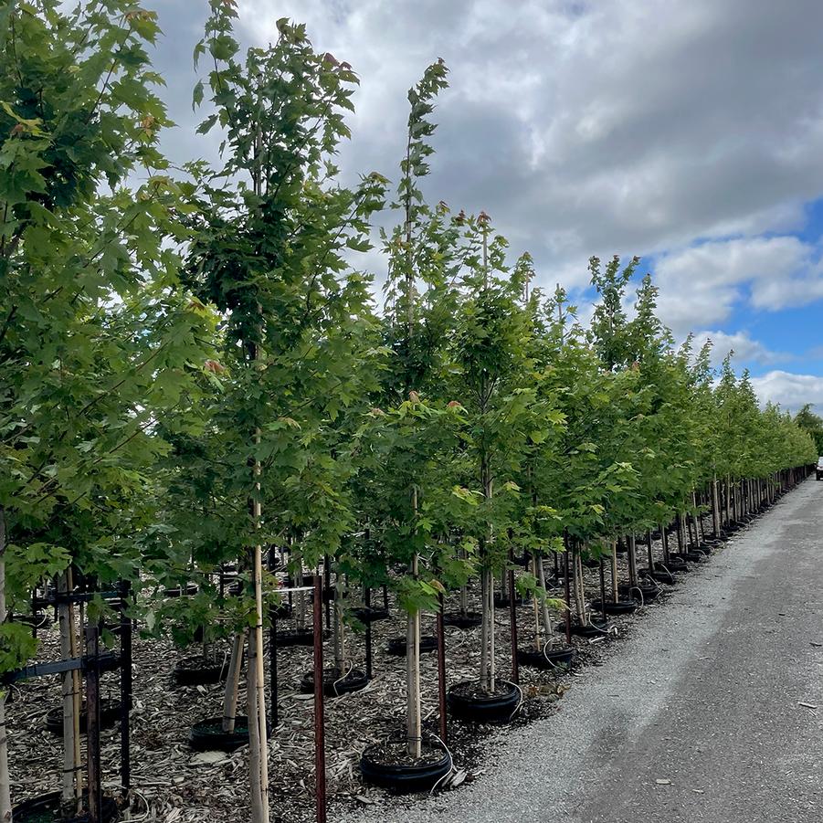 Acer x freemanii Autumn Blaze®